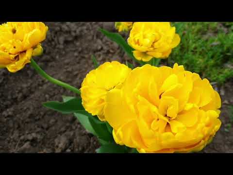 Видео: 6 июня 2025 г.