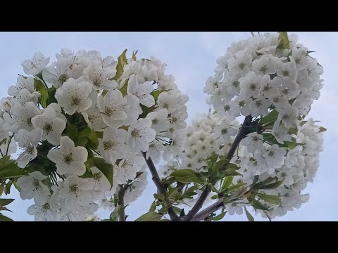 Видео: Жеміс ағашы. Көктемгі шіре(тля) Кене (клещ)  Ржавчина Монилиоз Емдеу шарасы