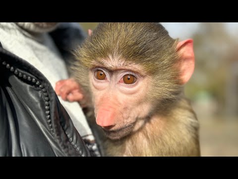 Видео: Посмотрите как ПОДРУЖИЛИСЬ  Маня и Тося. А я в шоке от посетителей, которые полезли в вольер к Джону