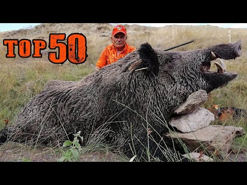 Видео: ТОП-50 Лучшей охоты на кабана, Отличные сцены, Незабываемые моменты,  TOP 50 WILD BOAR HUNTS