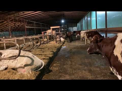 Видео: Сохранность и выбраковка коров