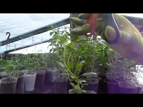 Видео: Львиный зев вытянулся ...что делать.