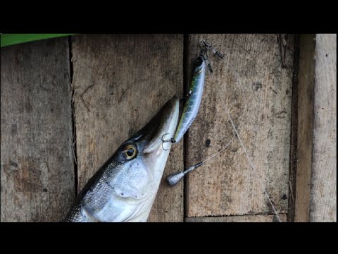 Видео: Приехали в плохую погоду на Рыбацкую Стрелку и не пожалели.