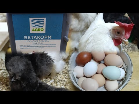 Видео: Изменение в рационе 🙂. Плюс новоя кормовая ДОБАВКА.😊👍