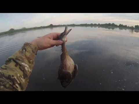 Видео: ОТКРЫТИЕ ОСЕННЕЙ ОХОТЫ В САМАРСКОЙ ОБЛАСТИ. ВЕЧЕРКА. МНОГО УТКИ. ОТЛИЧНЫЕ НАЛЕТЫ