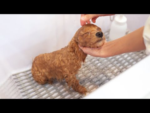 Видео: Он тюлень?