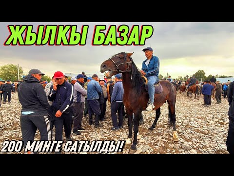 Видео: СЕЗОН БАШТАЛДЫ АТТАР ШЫР ШЫР САТЫЛА БАШТАДЫ 🤯 #байтв 