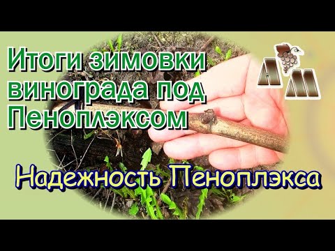 Видео: 🍇 Итоги зимовки винограда под Пеноплэксом. Надежность Пеноплэкса