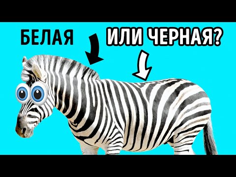 Видео: Почему зебры на самом деле черные и другие 17 необычных фактов о животных