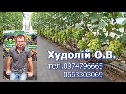 Видео: Огляд винограду. Олександр Худолій. 2023р. частина 1