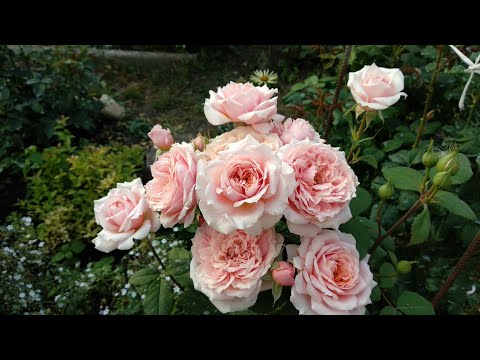 Видео: Розы. Второе цветение.  Розы Лоран Каброль , Мисс Пигги, Поль Бокюс.