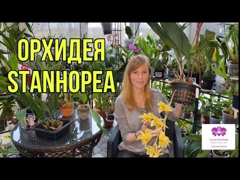 Видео: ОРХИДЕЯ Stanhopea. Уход и содержание в домашних условиях.