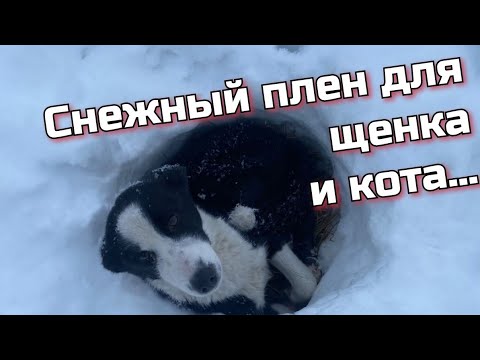 Видео: СПАСЕНИЕ ЩЕНКА и КОТА из холодных сугробов... Команда верновцев - помощь животным