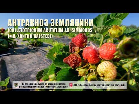 Видео: Антракноз земляники (Colletotrichum acutatum J.H. Simmonds  (= C. xanthii Halsted))