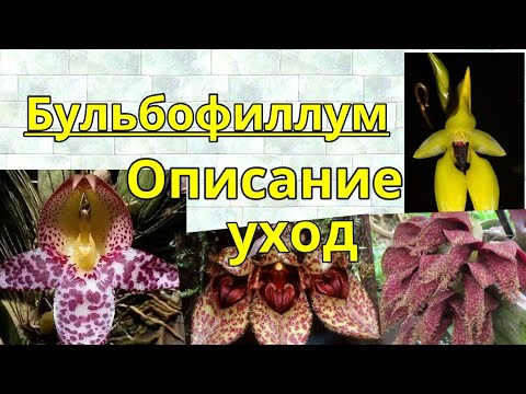 Видео: Бульбофиллум уход,описание.Bulbophillym.