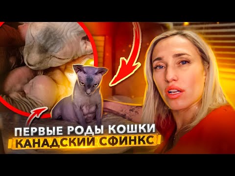 Видео: Родовой процесс кошки Канадского Сфинкса | Что подготовить, как перерезать пуповину!