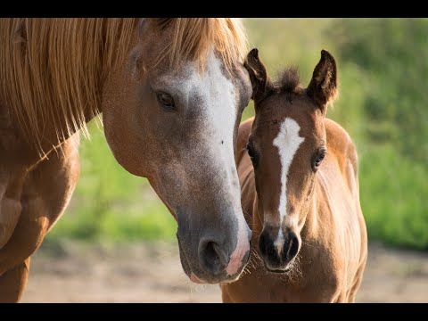 Видео: Что опасно для лошади