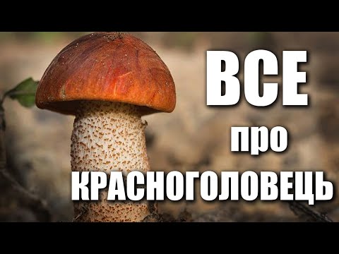 Видео: Все що треба знати про яскраві лісові ГРИБИ КРАСНОГОЛОВЦІ!