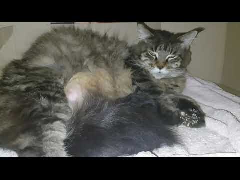 Видео: Муся рожает, ждали четверых, но получили... (