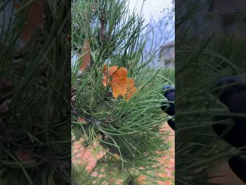 Видео: Ljudmilla House & Garden в прямом эфире!