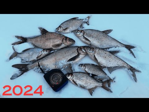 Видео: ПОСЛЕДНИЙ ЛЁД 2024! Гирлянда,рыбалка,Припять,Беларусь! Синец,густера,лещ! Февраль!