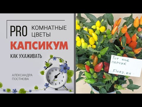 Видео: Перец - какие виды выращивают дома, почему его называют капсикум и можно ли его есть?