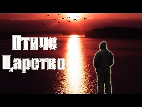 Видео: Риболов на шаран: Птиче царство