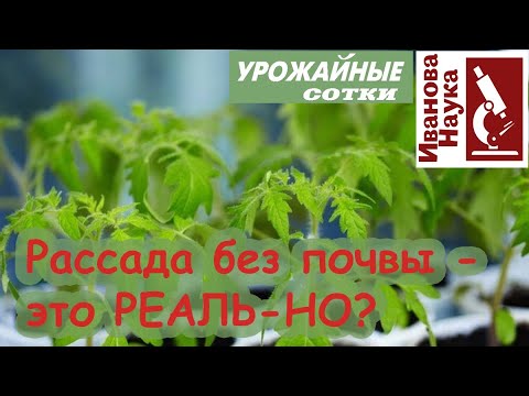 Видео: Рассада без почвы? ЛЕГКО! Простой приём выращивания рассады без хлопот.