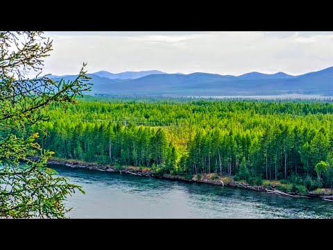 Видео: За хариусом на Кулу. Часть 4: Мы едим голубику, а комары едят нас.