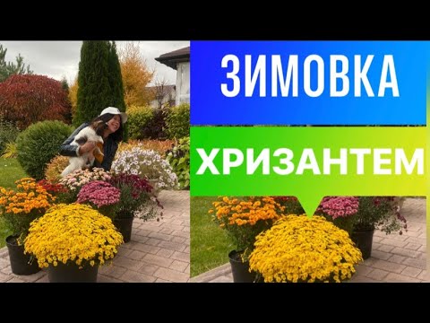 Видео: ПРОВЕРЕННЫЕ СПОСОБЫ ЗИМОВКИ ХРИЗАНТЕМ МУЛЬТИФЛОРА