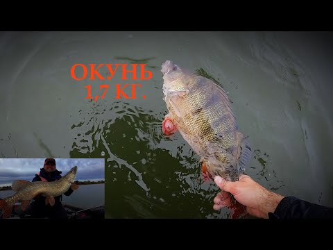 Видео: попали на жор ГИГАНТСКИХ Окуней. И + бонус огромная  ЩУКА