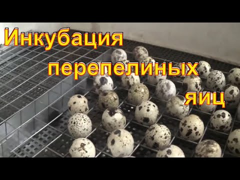 Видео: Инкубация перепелиных яиц без переворота