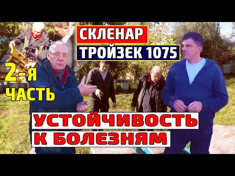 Видео: Как подготовить промышленную пасеку к зиме? Как подготовить пчел к зиме? #2