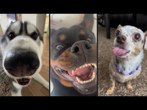 Видео: Cute and funny DOGS.🐶 And Some Just Interesting Moments.🐶Videos🔶 Сompilation # 10🔶