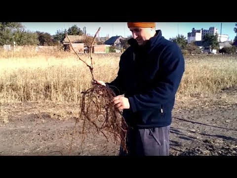 Видео: Осенняя посадка саженцев винограда