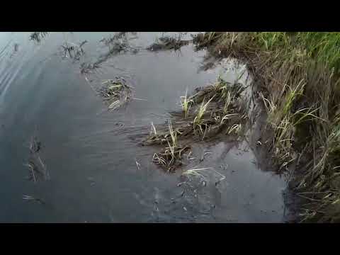 Видео: рыбалка бреднем