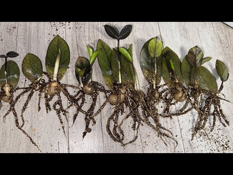 Видео: 100% СПОСОБ УКОРЕНЕНИЯ ЗАМИОКУЛЬКАСА ЗА 2 НЕДЕЛИ!!!