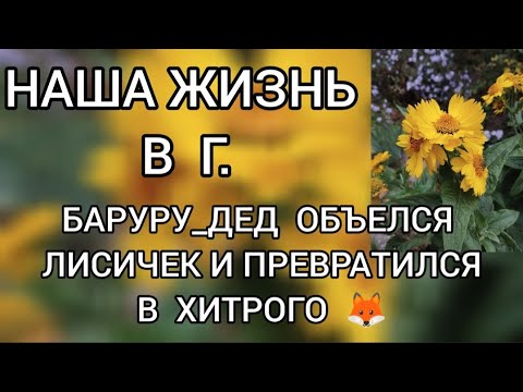 Видео: Обзор‼️ Наша жизнь в Германии // Баруру дед объелся лисичек‼️И стал хитрым лисом⁉️