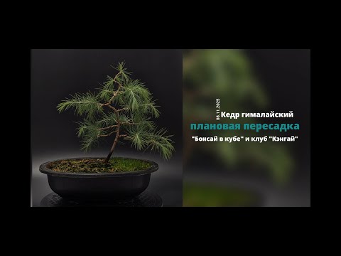 Видео: Плановая пересадка кедра гималайского