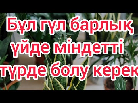 Видео: Үй гүлінің күтімі. Сансевиерия күтімі,көбейту,  пайдалы қасиеттері.#үйгүлдері #гүл