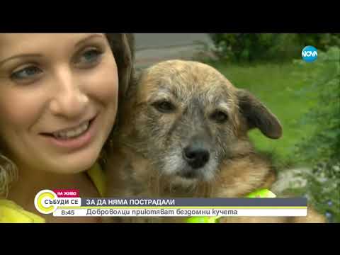 Видео: Доброволци основаха кучешки приют в Козлодуй - Събуди се (14.07.2019)