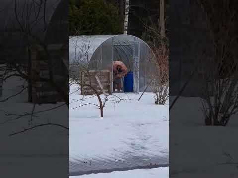 Видео: Обливаться по Порфирию Иванову водой раз в неделю достаточно, чтобы поддерживать тонус организма