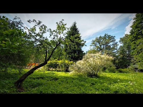 Видео: восстановление старого сада часть 3