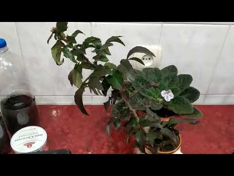 Видео: Магония падуболистная.Размножение черенкованием.