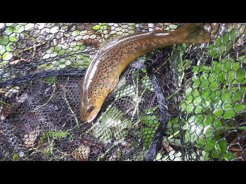 Видео: Первые грибы 2019 года. Ловля дикой форели.