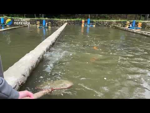 Видео: Підтримка бізнесу на Закарпатті: як «Карпатська форелька» отримала друге дихання