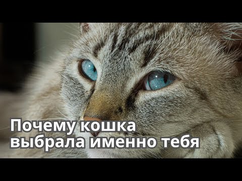 Видео: Почему кошка выбрала именно тебя