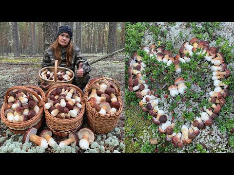 Видео: НЕТРОНУТЫЙ ЛЕС, ЗА 3 ЧАСА МАШИНА БОРОВИКОВ! ЛУЧШАЯ ТИХАЯ ОХОТА В ЭТОМ ГОДУ НА БЕЛЫЕ ГРИБЫ