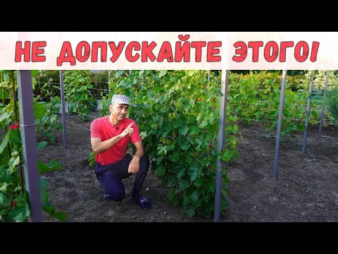 Видео: Загущенность куста винограда. Не допускайте этого!