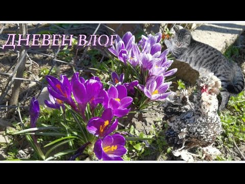 Видео: ДНЕВЕН ВЛОГ I КАК ПРАВИМ ЗАЕШКА ЯХНИЯ